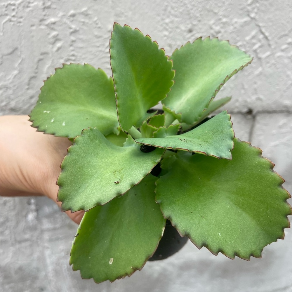 Succulents